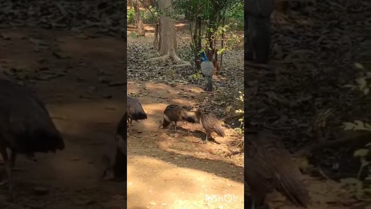 #Peacock#birds#sweetvoice