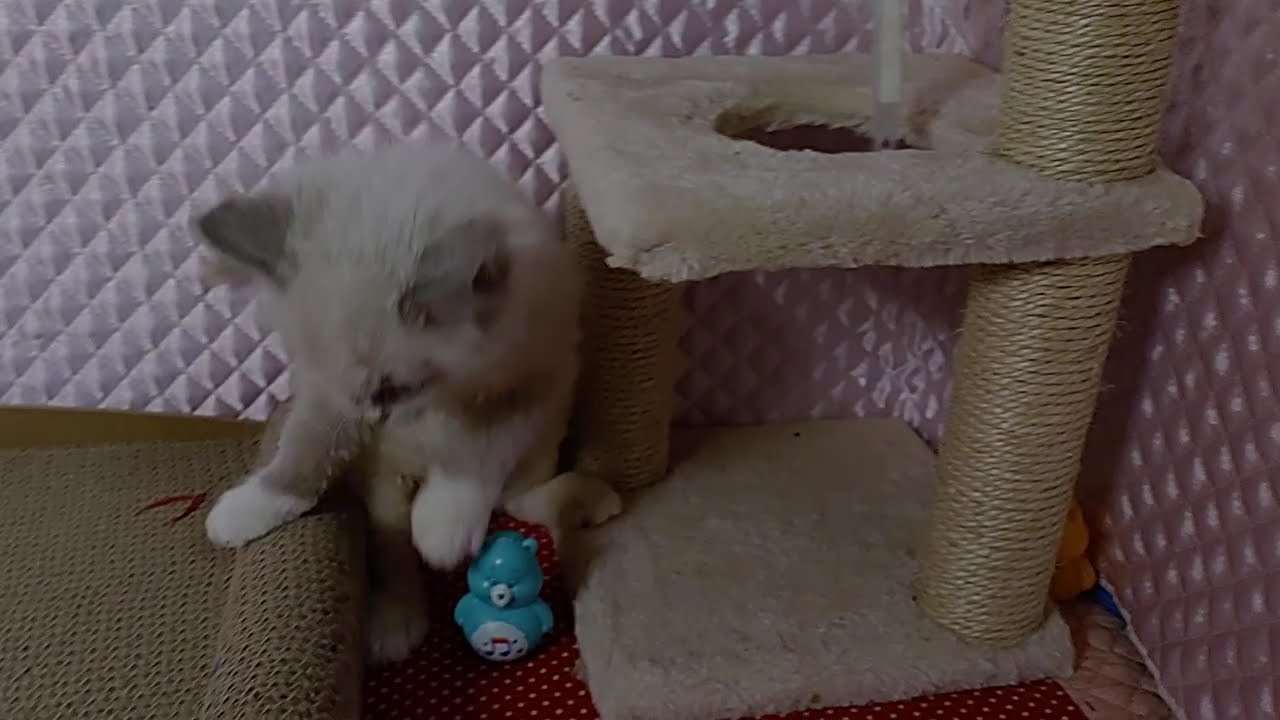 ＃ラグドール子猫