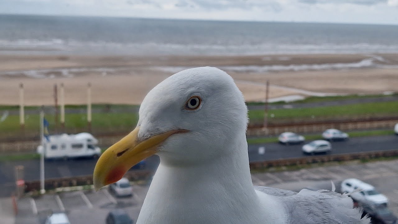 Blackpool Seagull At My Window