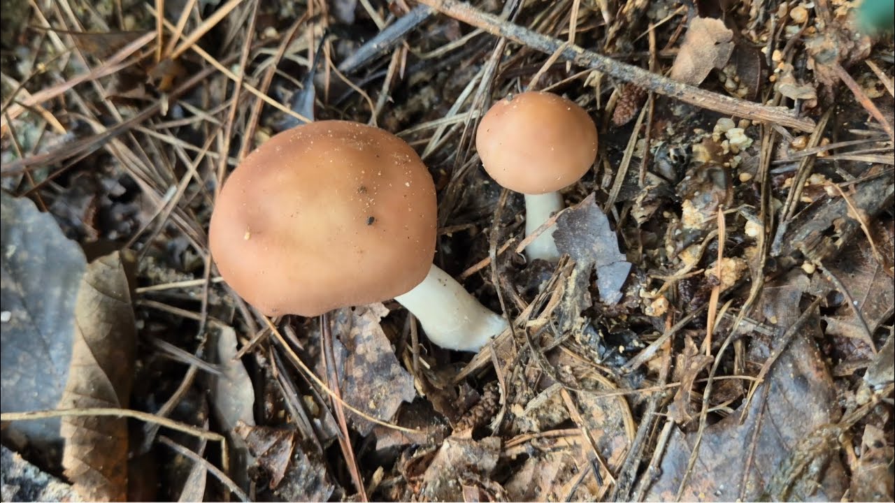 버섯산행 🍄 🍄/알밤줍기