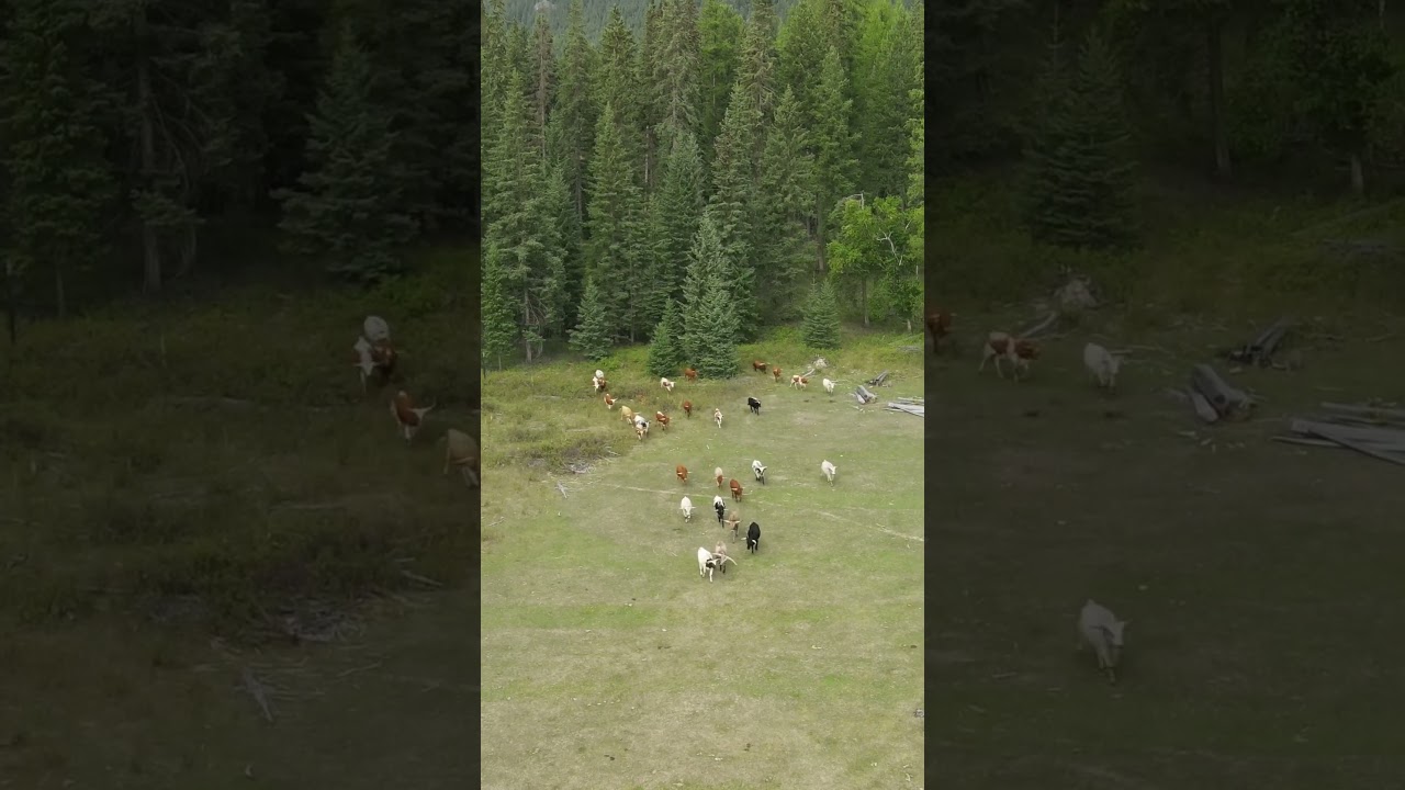 Herd of cattle emerging from the forest #animals