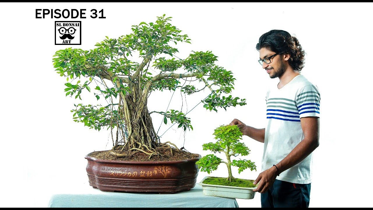 How to prune the roots of a bonsai tree?බොන්සායි ගසක මුල් කප්පාදු කරන්නෙ කෙසෙද? SL BONSAI ART 31 EP#