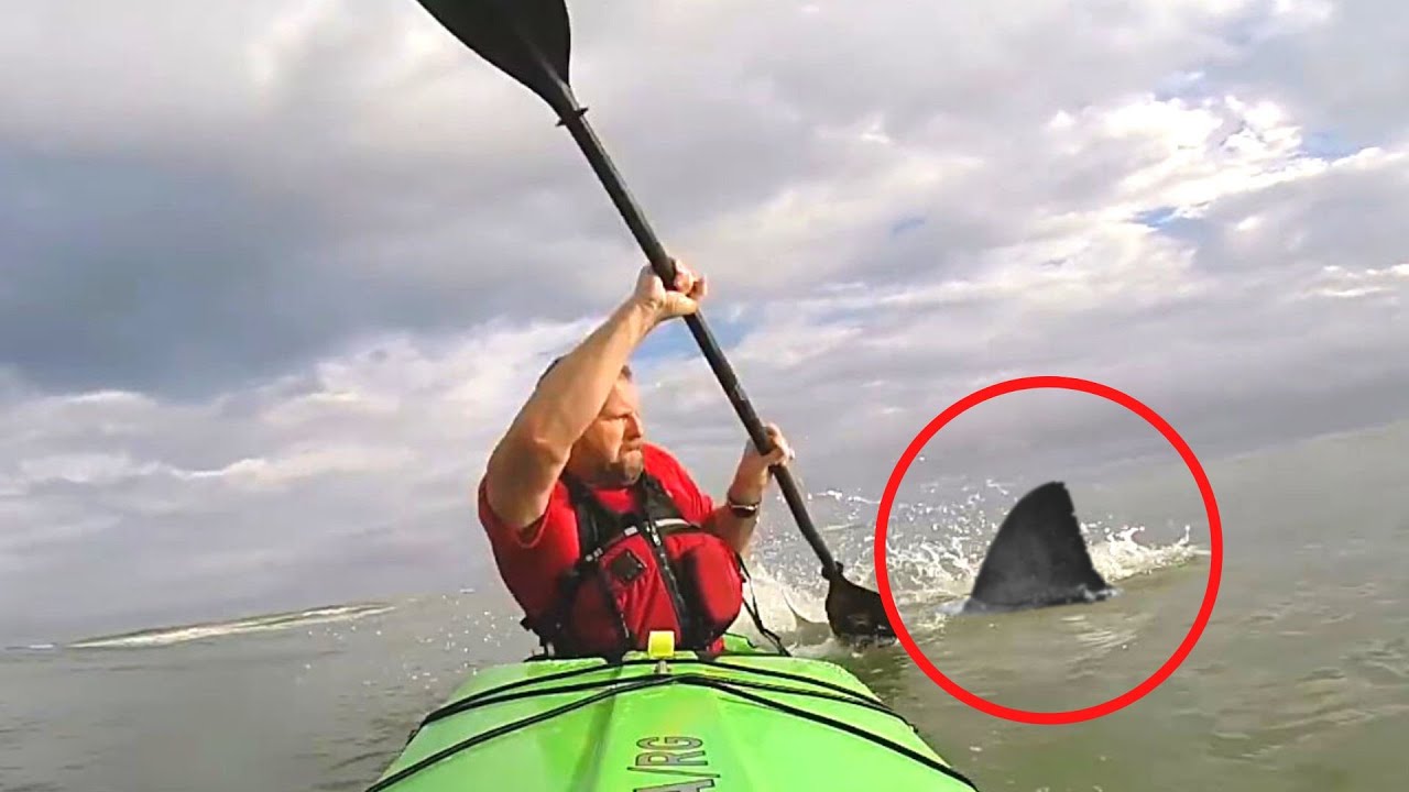 6 Rencontres avec un Grand Requin Blanc Qui Vous Terroriseront