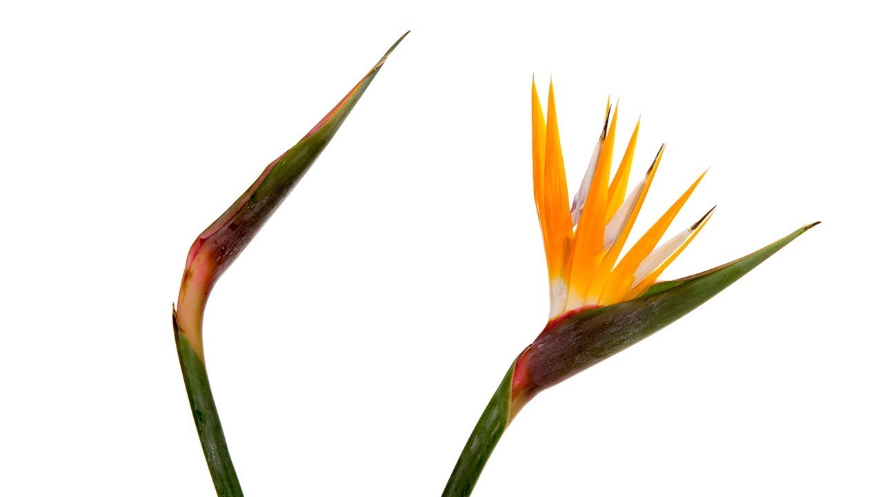 Открытие цветения райских птиц