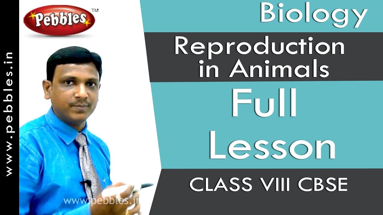 Full Lesson : Reproduction in Animals | Biology | Class 8 | CBSE Syllabus