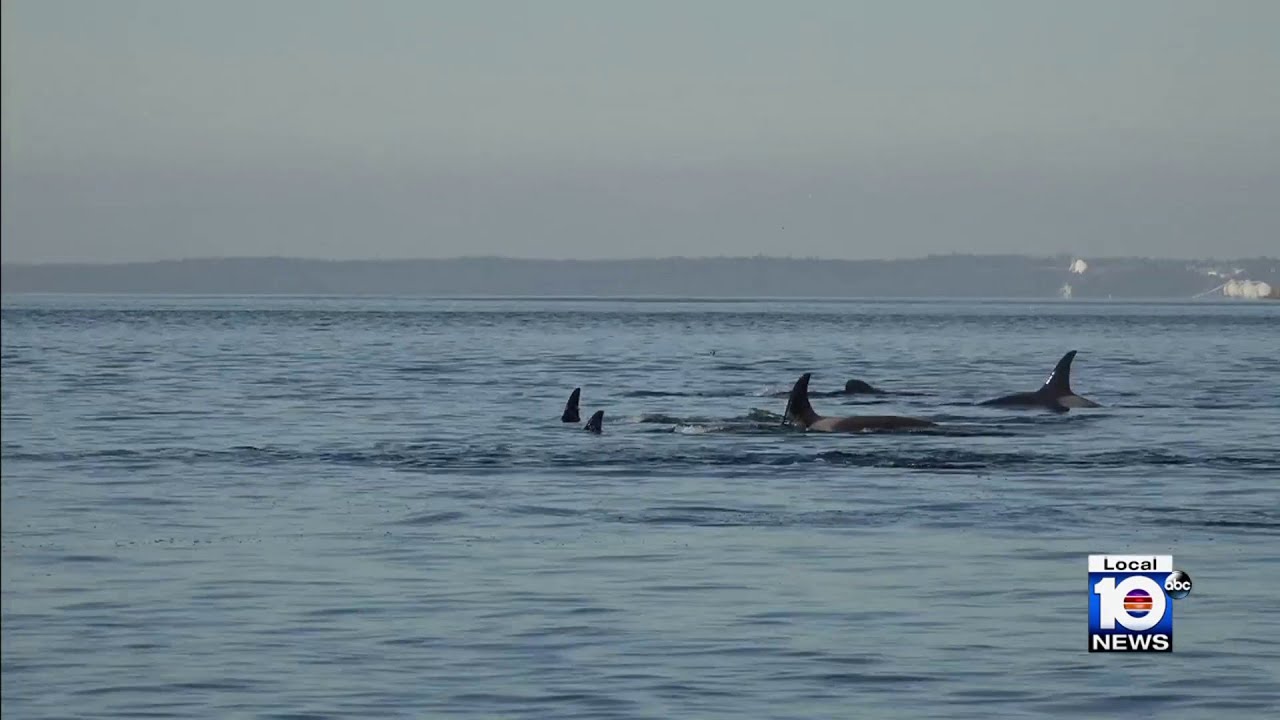 Group of Orcas spotted in waters off Florida Keys