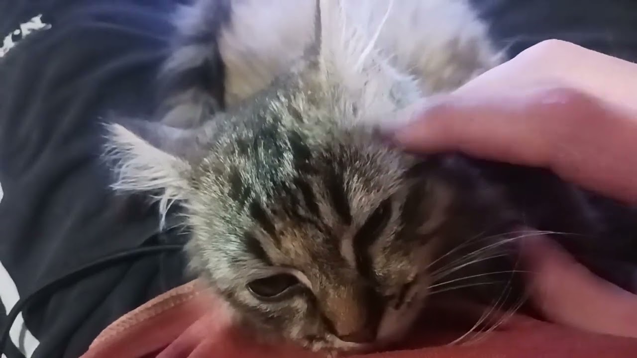 shadow the cat she love the soft scratches