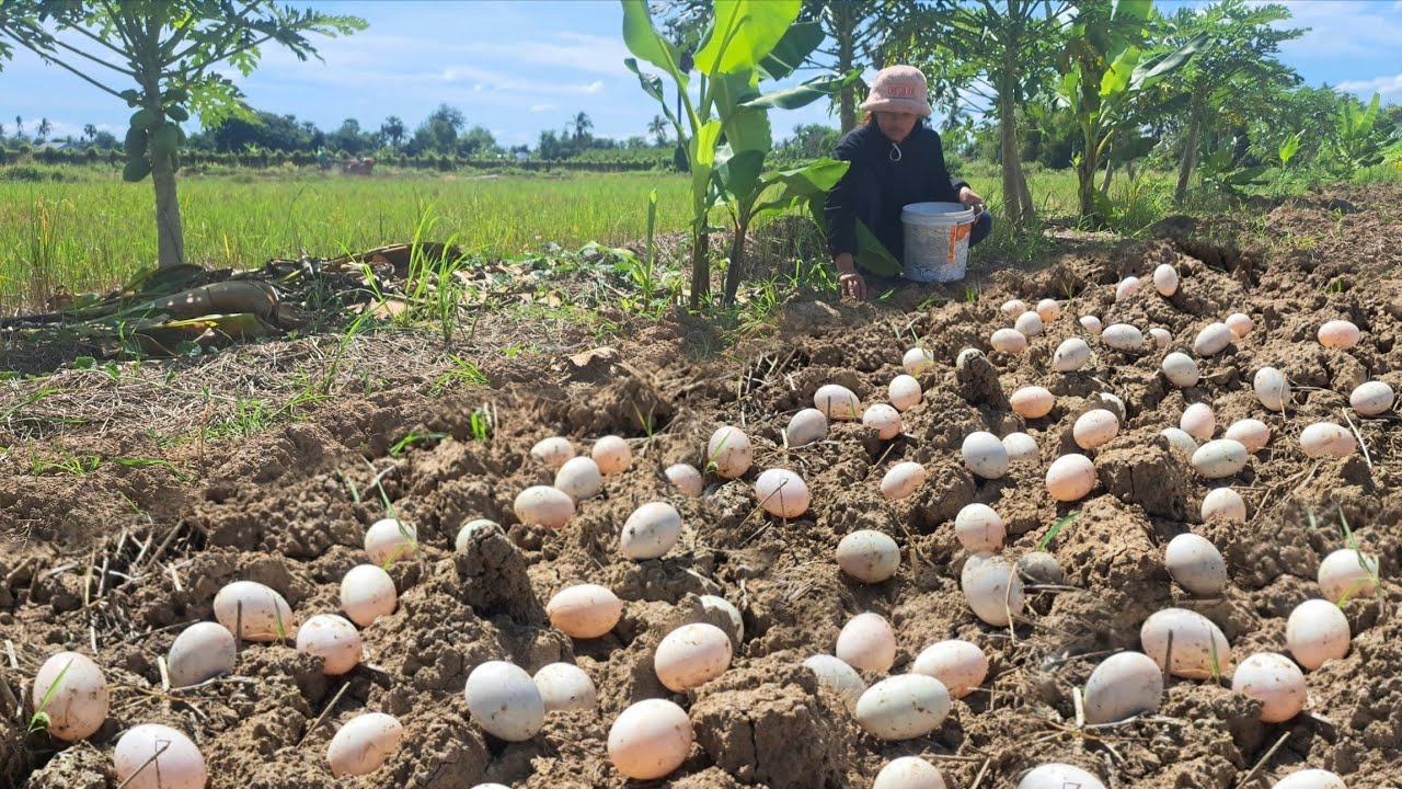 wow best videos - pick a lot of duck eggs under bamboo tree at field by hand a farmer