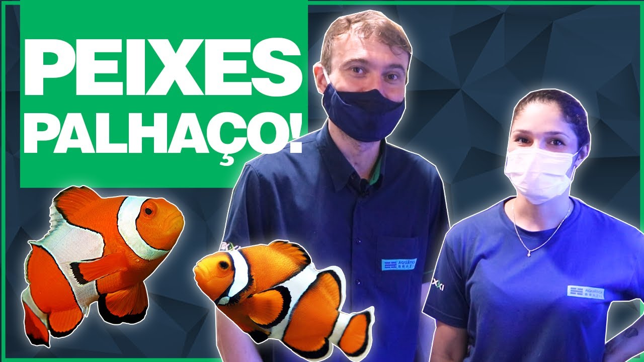 PEIXE PALHAÇO - Tudo que você precisa saber!