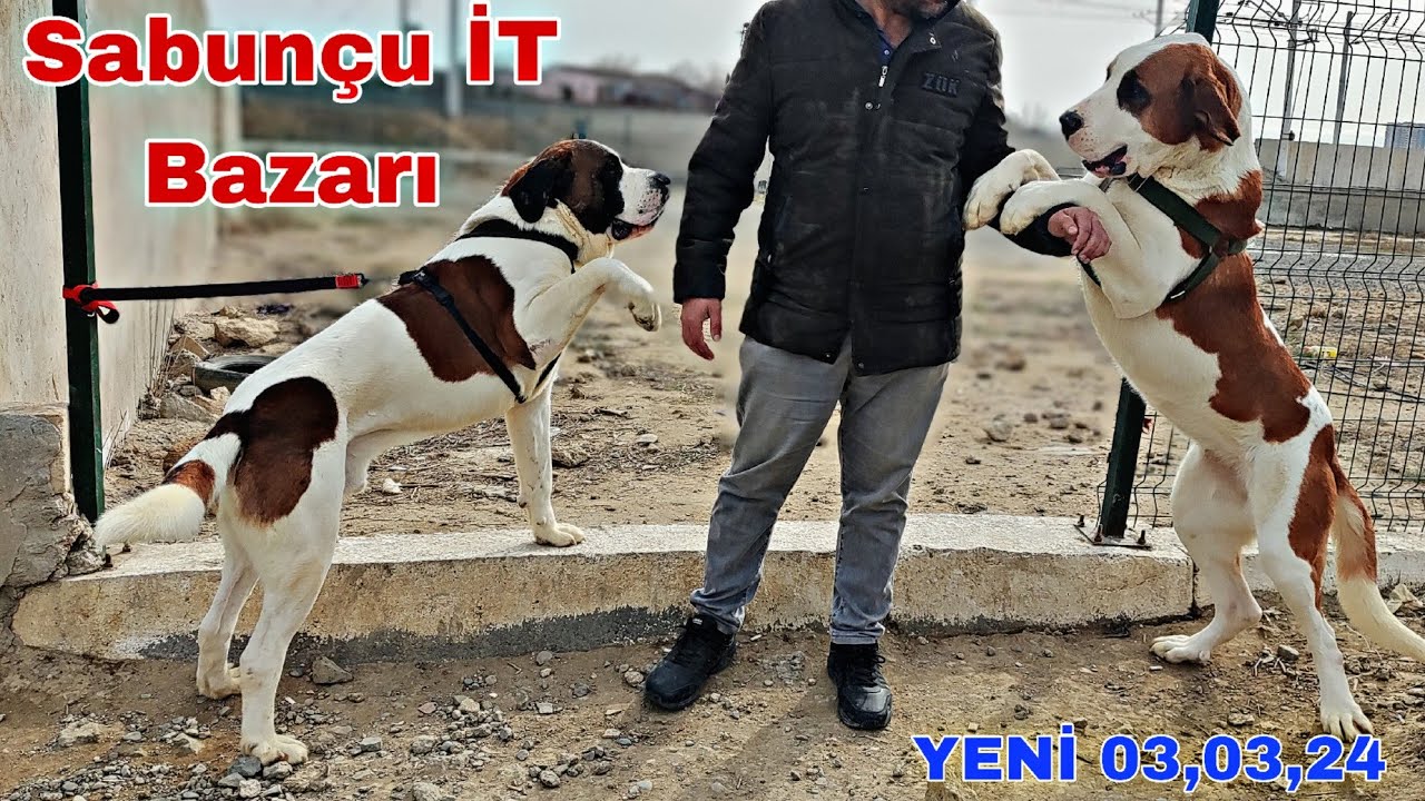 Sabunçu İT Bazarı 3 mart 2024 @mubarizemintv2271