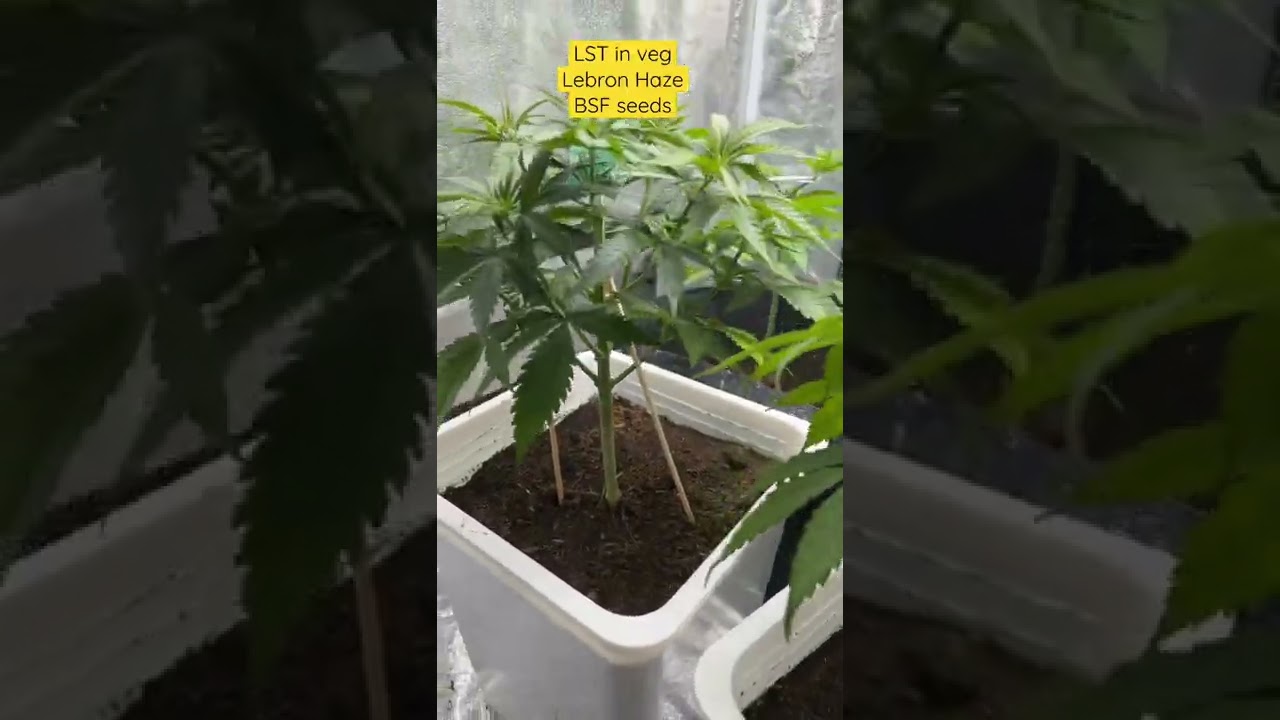 LST in vegetative