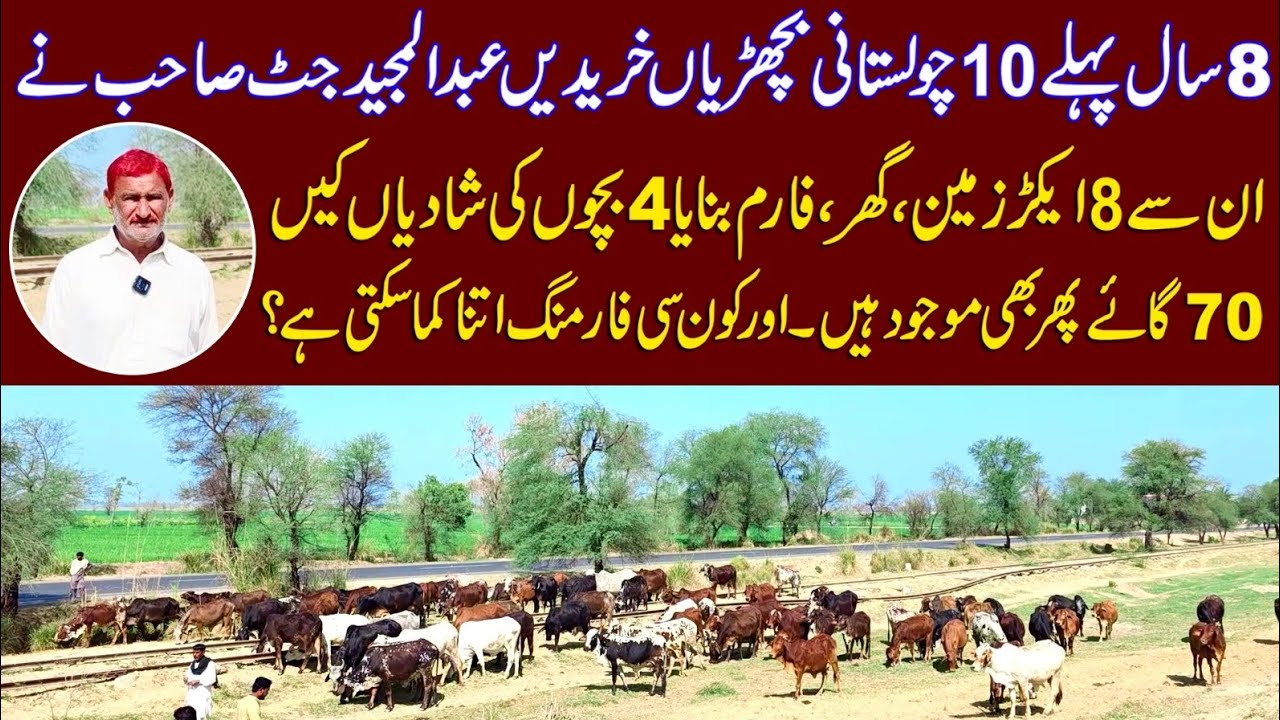 Abdul majeed jutts farming cow | Cow farming | Cholistani cow farming | high milking cholistani cow 