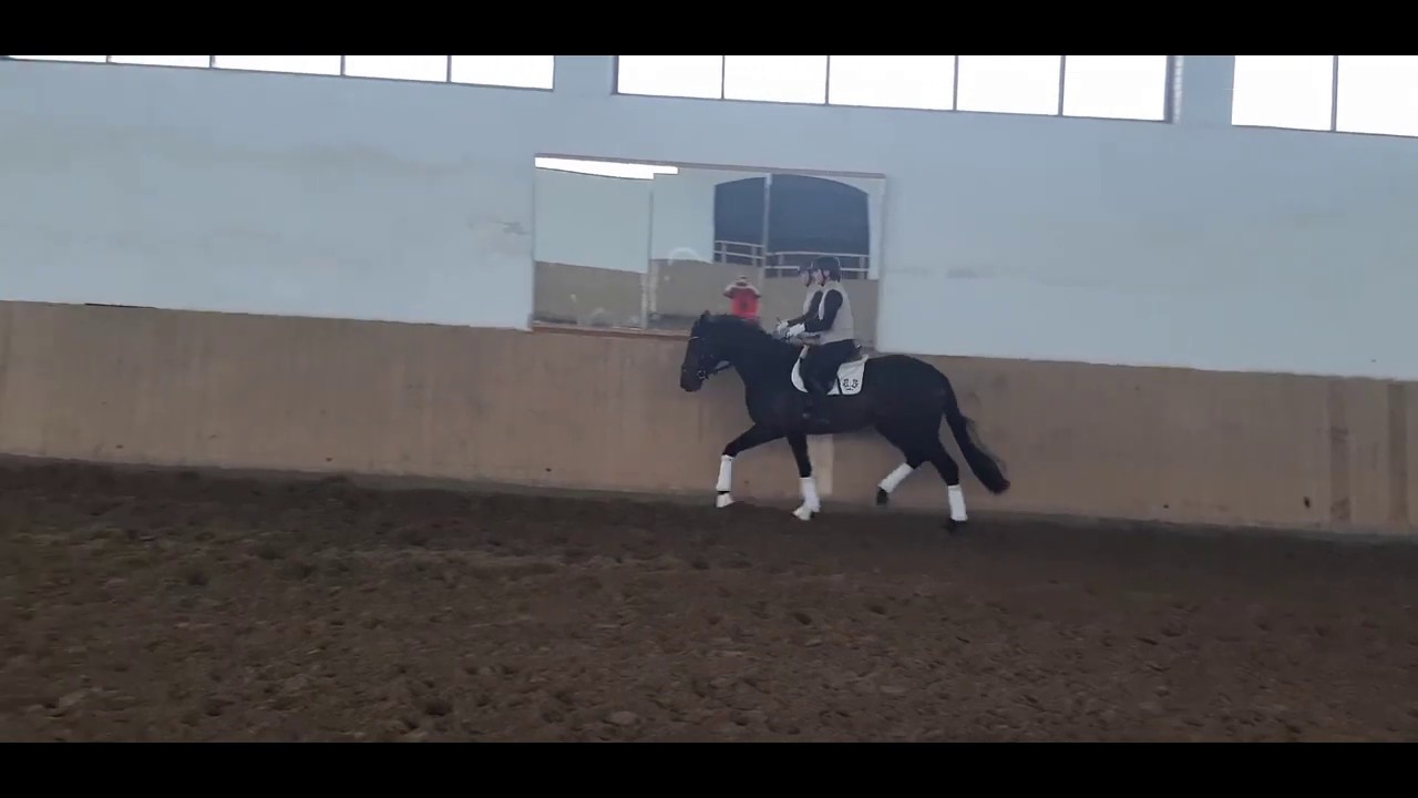 All Night trak. 3yo stallion Asagao xx - Alana/Agar FOR SALE (3 tyg od zajeżdżenia)