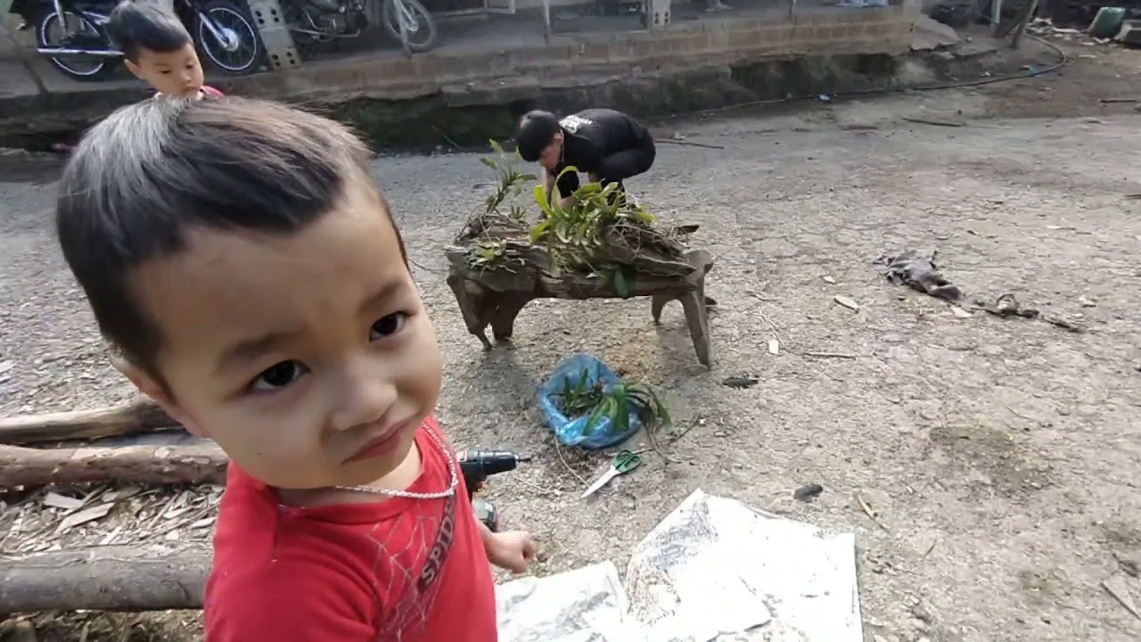 growing orchids on perennial wood