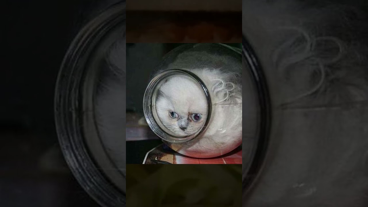 bonsai kitten