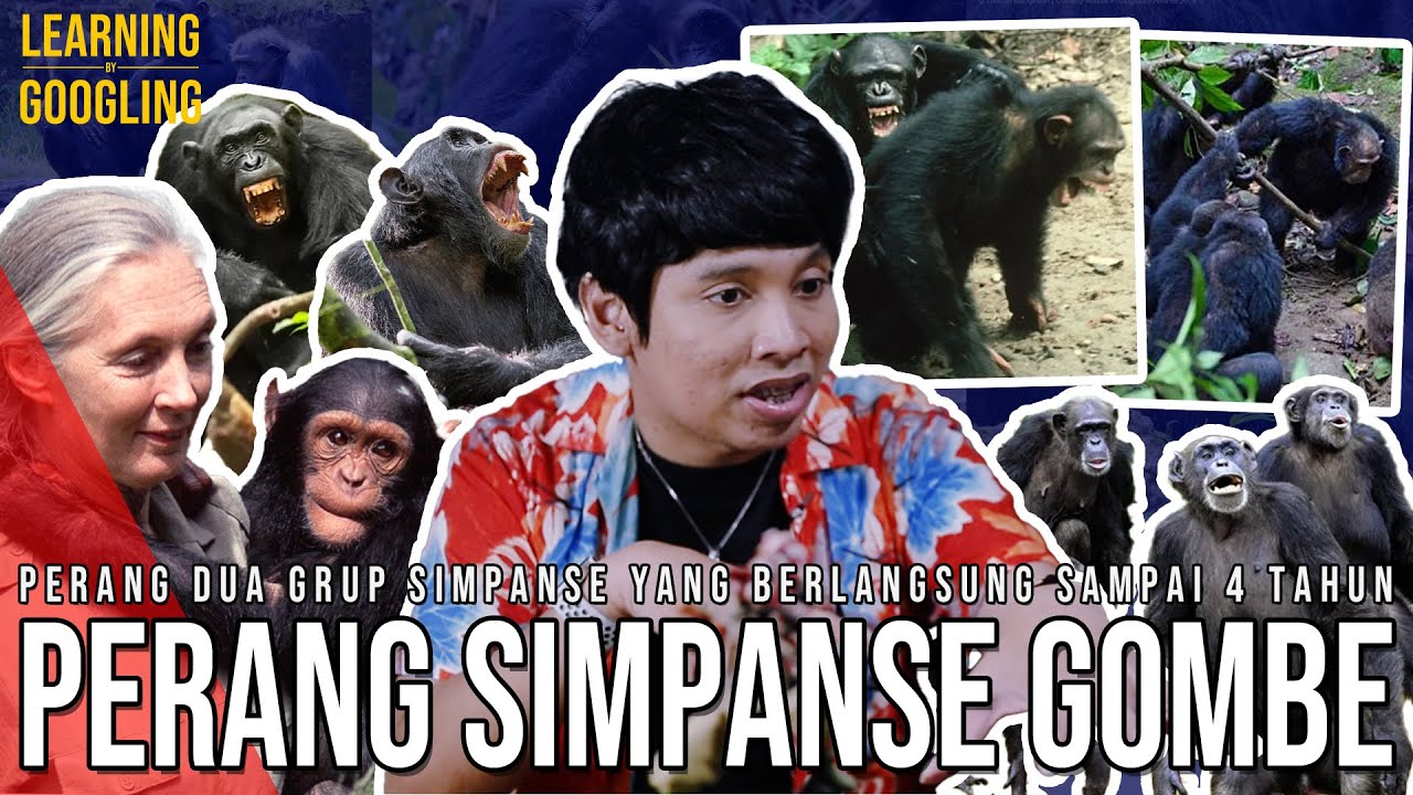 PERANG SIMPANSE TERANEH! Minum Darah Yang Kalah! Sampai 4 Tahun! Gombe War | Learning By Googling