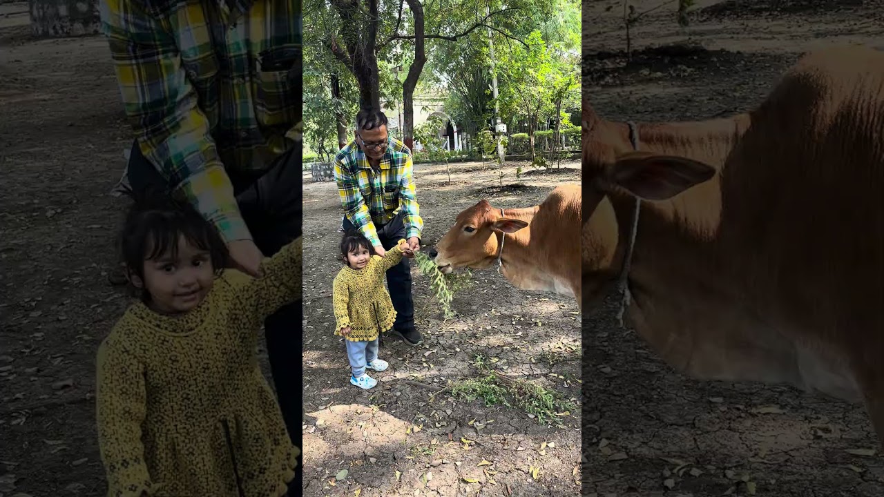 choti choti gaiya#makarsankranti 2#vlog#gaugrass#gausewa#sanskar