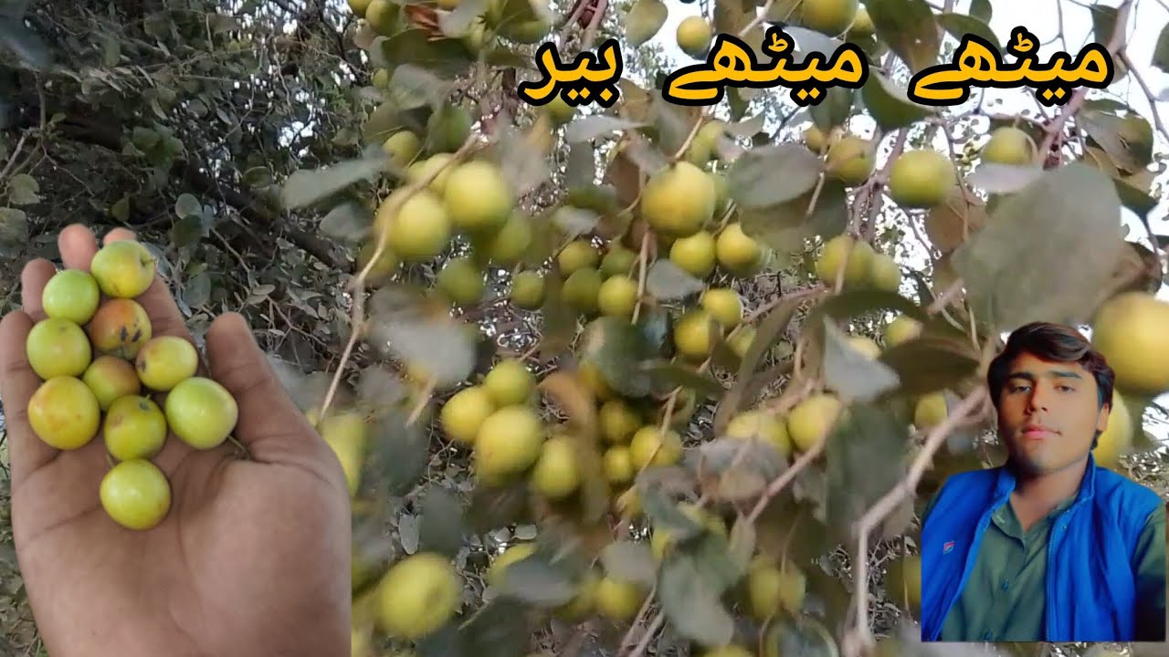 میرے یوٹیوب چینل کو سسکراب کرے اور گنٹی کے بٹن پر کلک کریں 