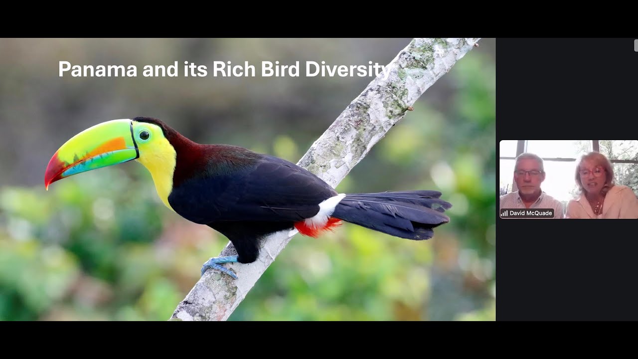 April 14, 2025 McQuade's Birding in Panama