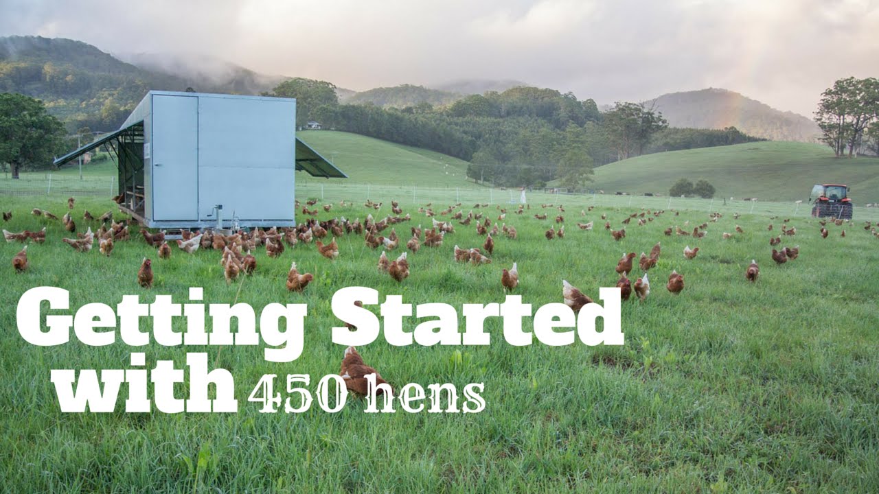 Getting Started with 450 Hens