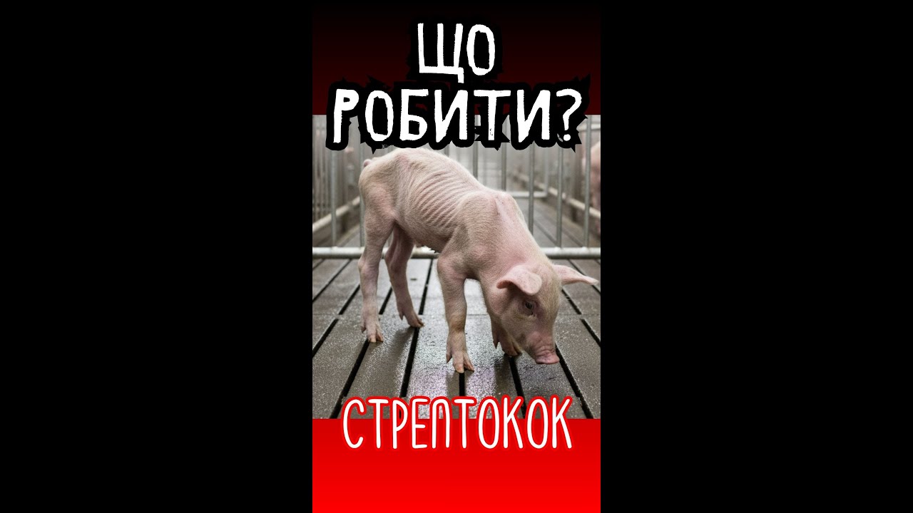Стрептокок поросят. Що робити, як профілактувати і лікувати  #pig #свині #vetlikar #поросята