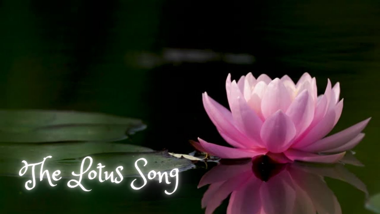 The Lotus Song 🪷 | Uplifting Meditation Music Inspired by the Lotus Flower