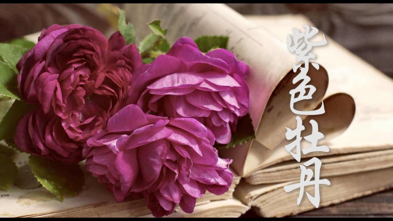 慢步骤画牡丹_紫色牡丹_Chinese Painting_Peony Painting / Peinture chinoise_Comment peindre des pivoines?
