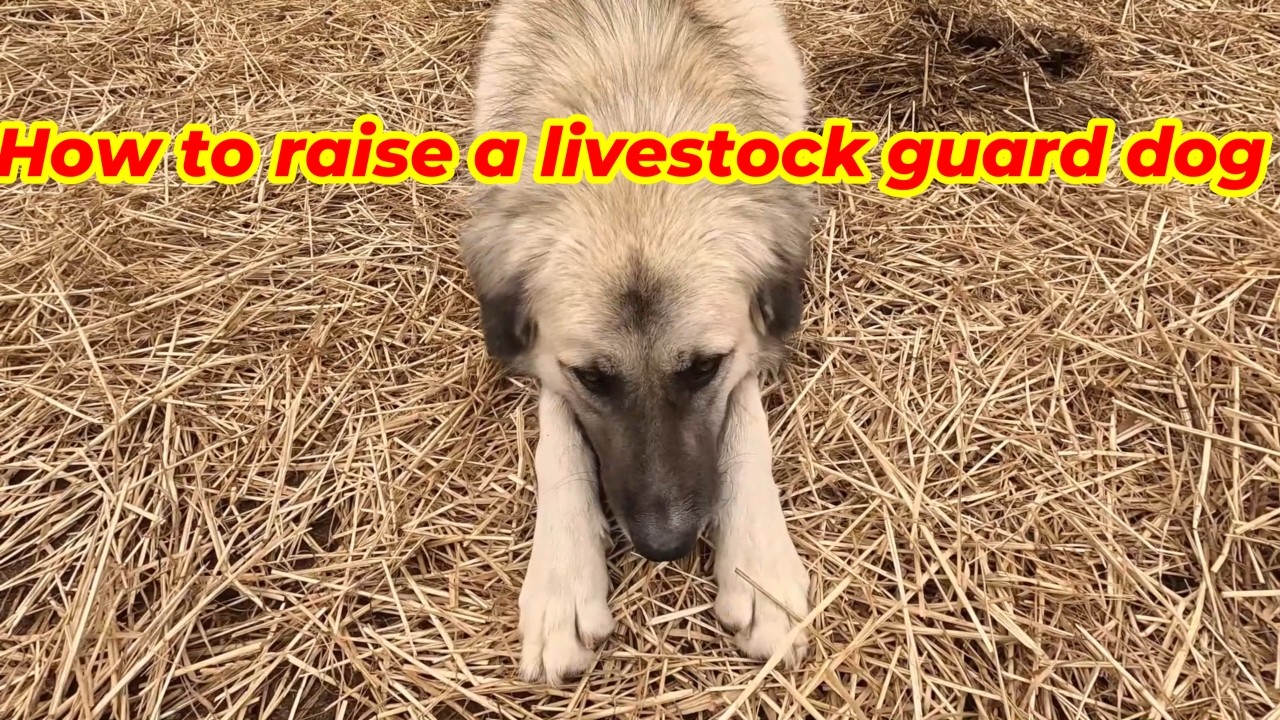 How to Raise Livestock Guardian Dogs (Complete Beginner Guide)