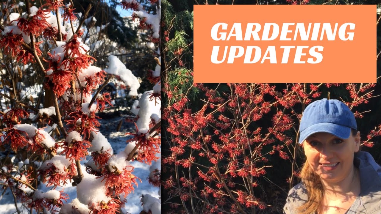 💡Grow Lights ~ Flower Seeds ~ Witch Hazel Hellebore ~ Y Garden 🌸