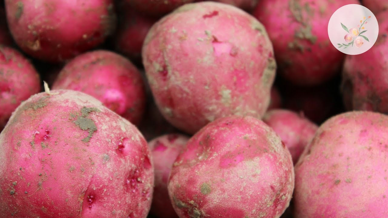 Potato Reveal! Two Months Early - Red Norland Potatoes Gardening for Beginners Organic Food Garden