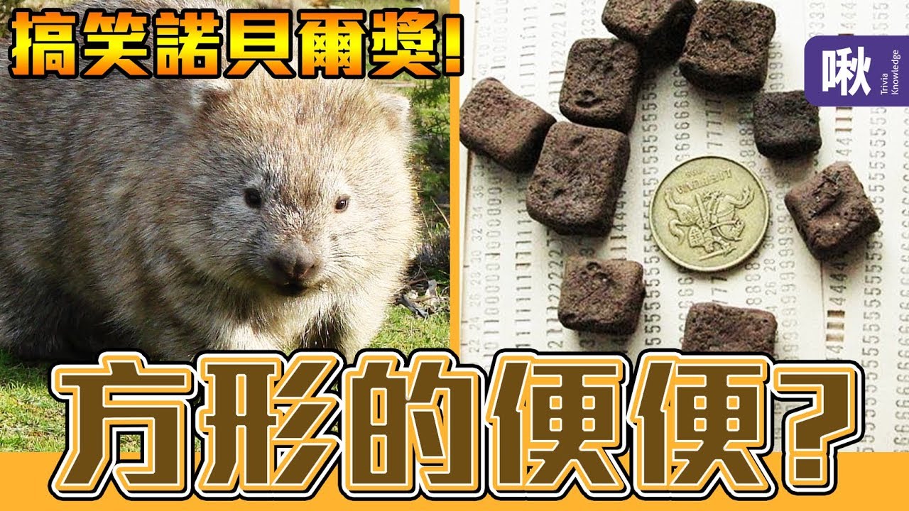 為什麼袋熊的大便是方的? 2019搞笑諾貝爾獎，台灣人得獎啦!!! | 超邊緣冷知識 第80集 | 啾啾鞋