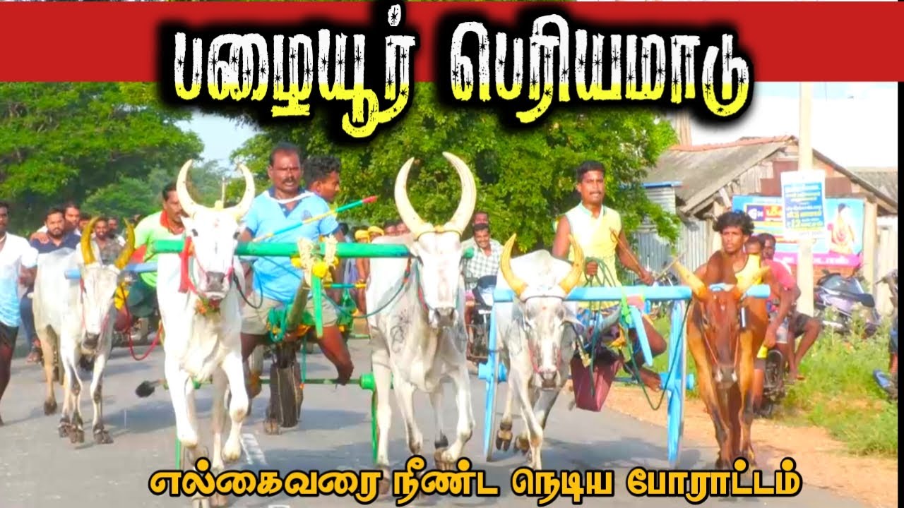 4பழையூர் பெரியமாடு பந்தயம் 07.06.2025