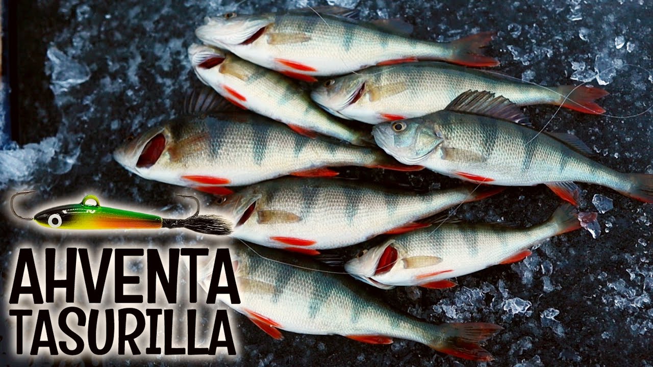 SOPULI PILKKII | AHVENEN TASURIPILKINTÄÄ | KUINKA PILKITÄÄN KARVAPYRSTÖLLÄ