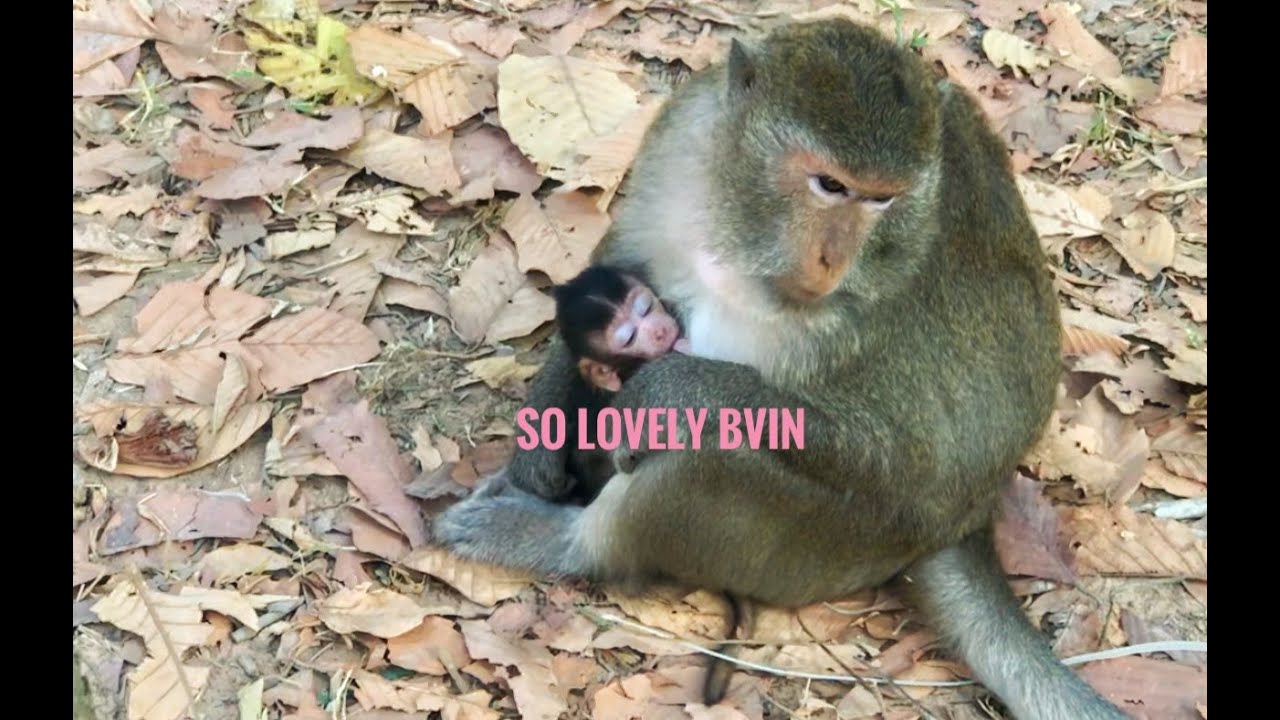 Cute Monkey babies _ Bavin so lovely and happiness because Blacky is perfect Mom