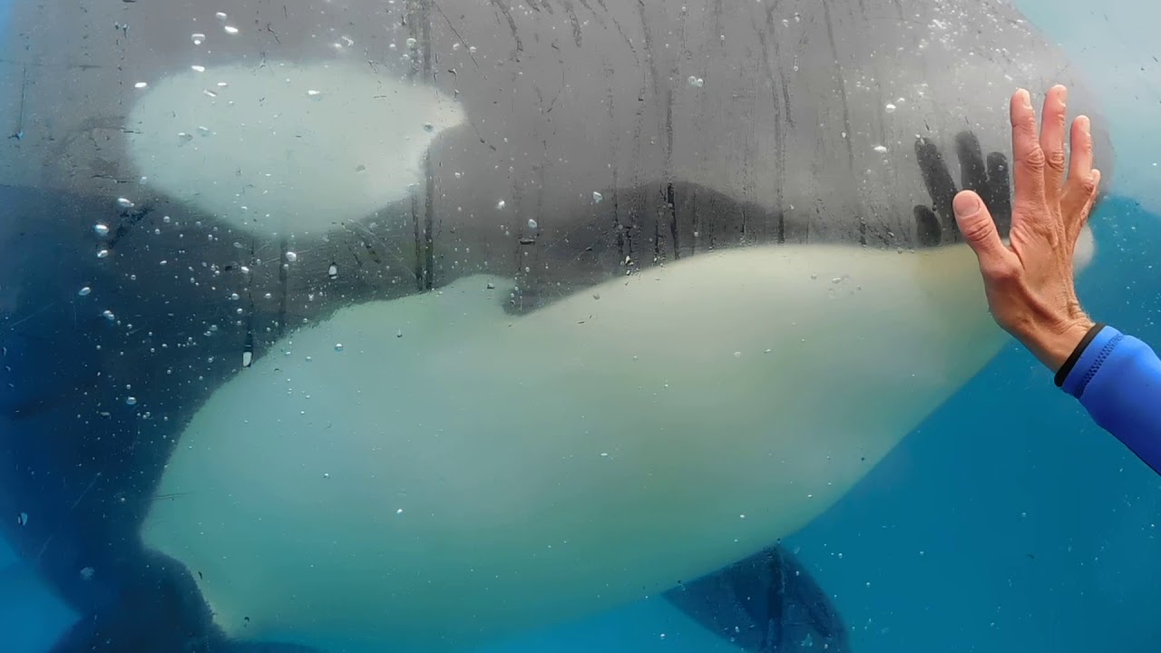 Corky Plays a Joke on Us, Up Close Pt 2 - Seaworld San Diego - July 17, 2019