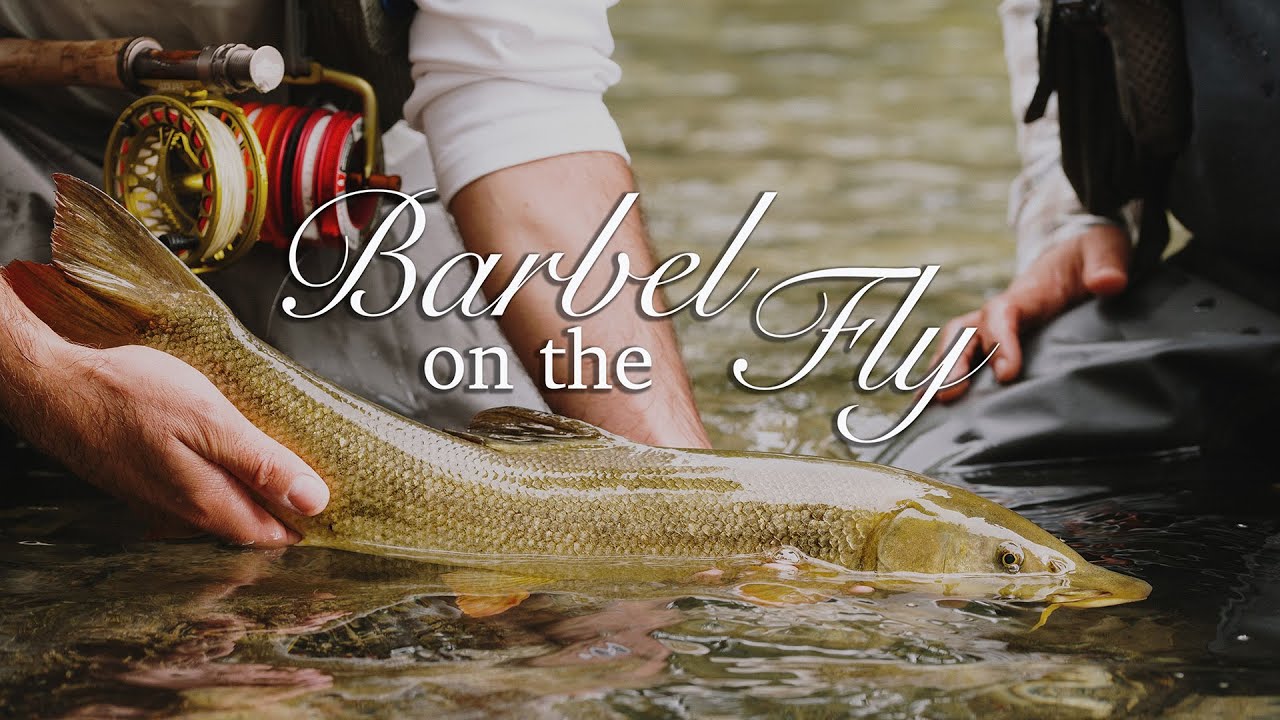 Lavezzinifly - Barbel on the Fly [pesca a mosca barbi a ninfa]