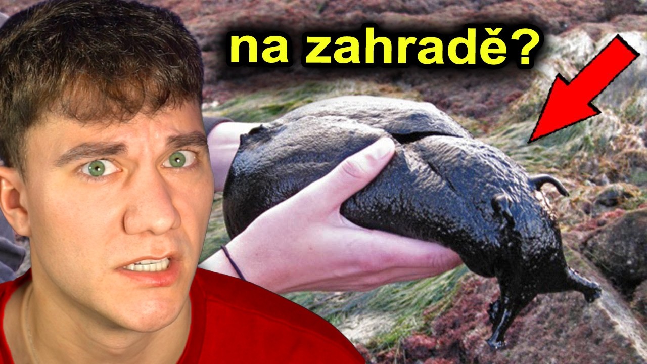 PŘÍBĚHY KTERÝM NIKDO NEUVĚŘÍ ALE JSOU PRAVDA?!