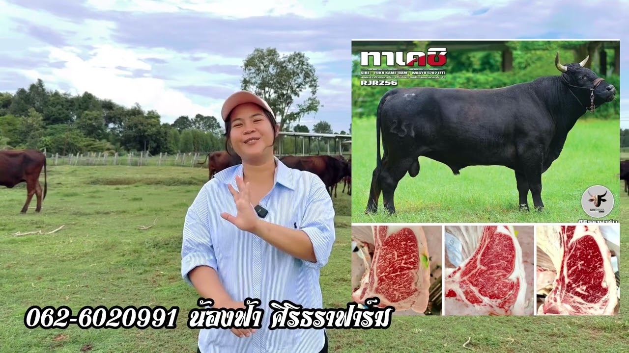 ศิริธราฟาร์ม เลี้ยงวัวววากิว ตั้งแต่ ต้นน้ำ กลางน้ำ และปลายน้ำ แปรรูป ส่งภัตรคารเอง Jasmine Wagyu