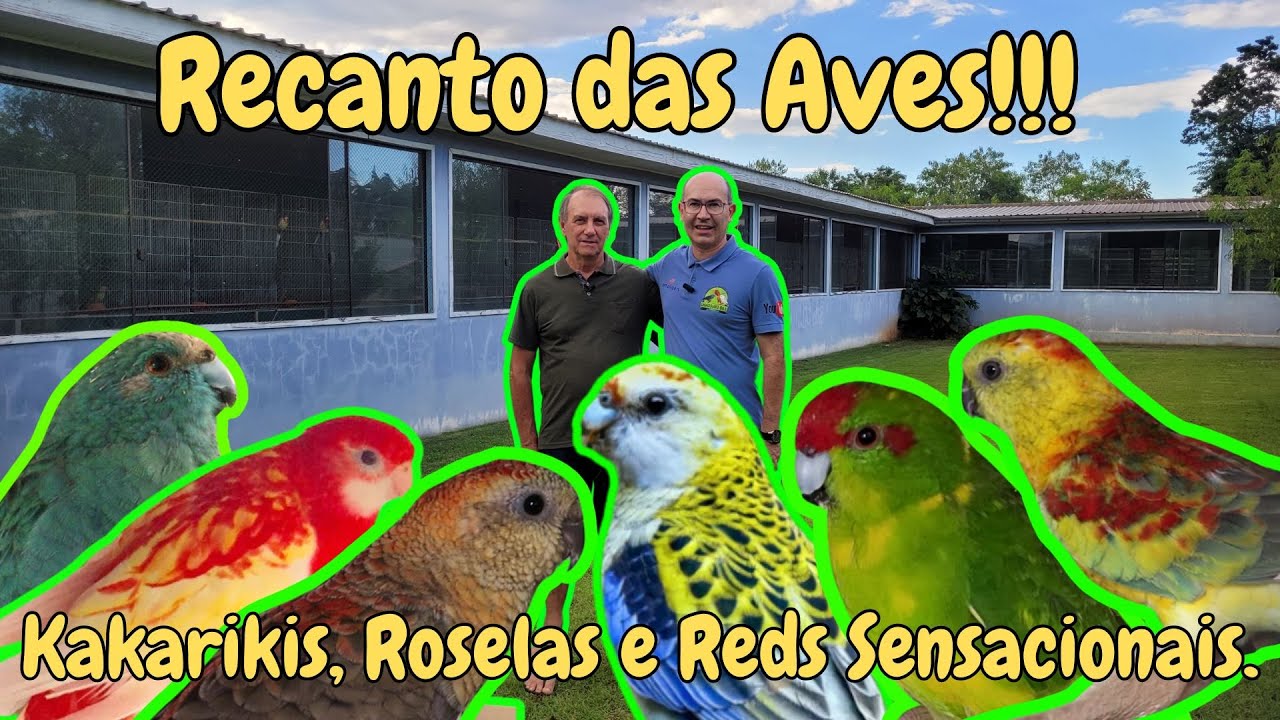 NO RECANTO DAS AVES KAKARIKIS, ROSELAS ADCITUS E OS REDS IMPRESSIONAM!!!