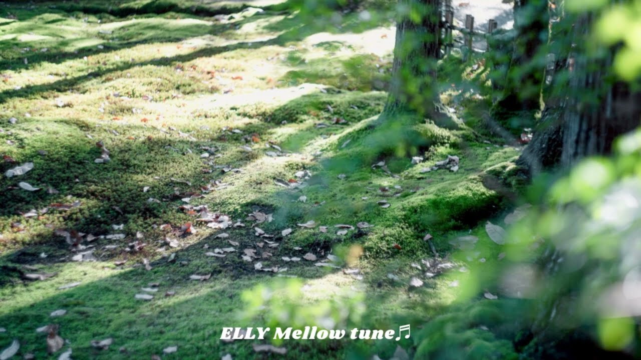 Sunlit Mellow Steps | Chill Pop & Mellow Instrumental Playlist | Relaxing Nature Groove