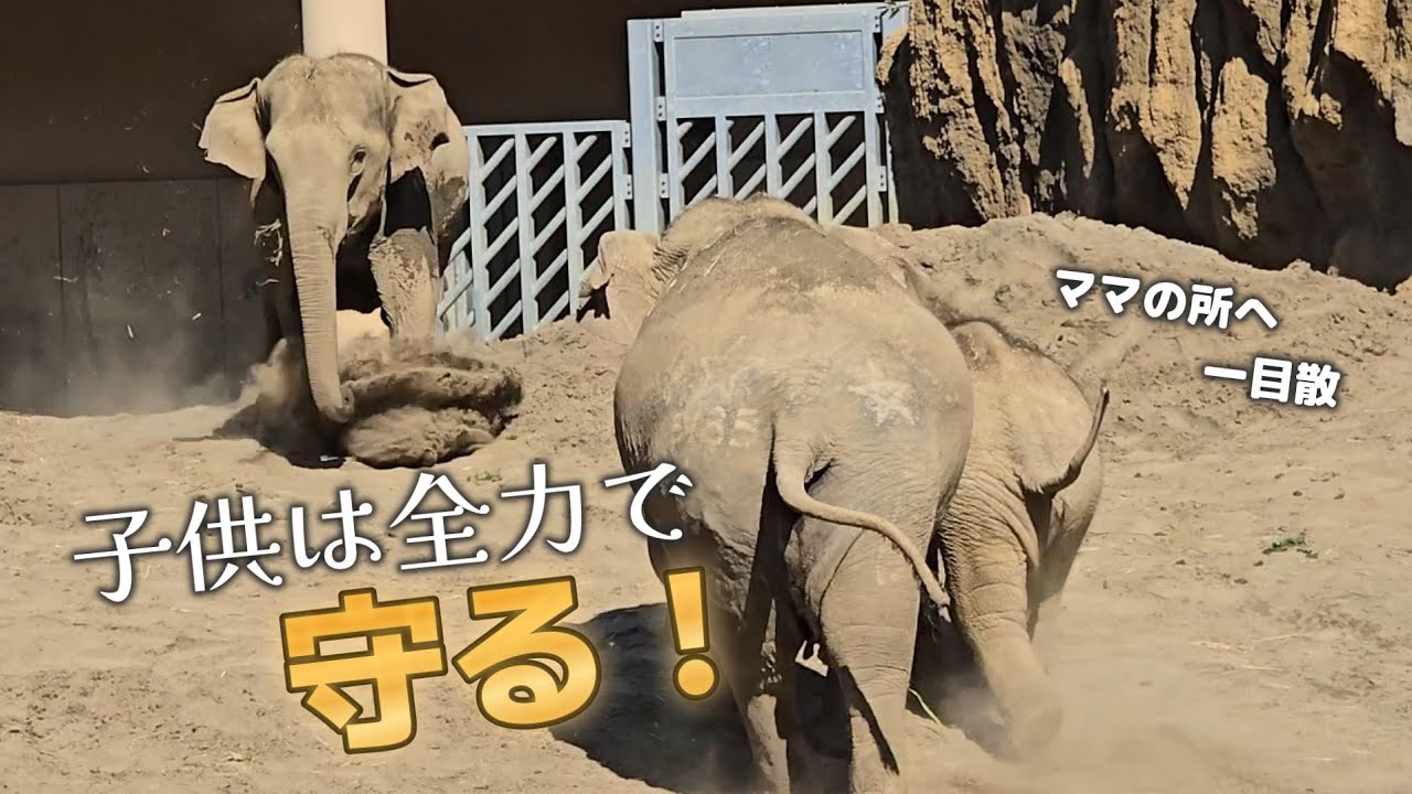 仔ゾウの声で危険を察知!大人達が駆けつける【円山動物園】アジアゾウタオ
