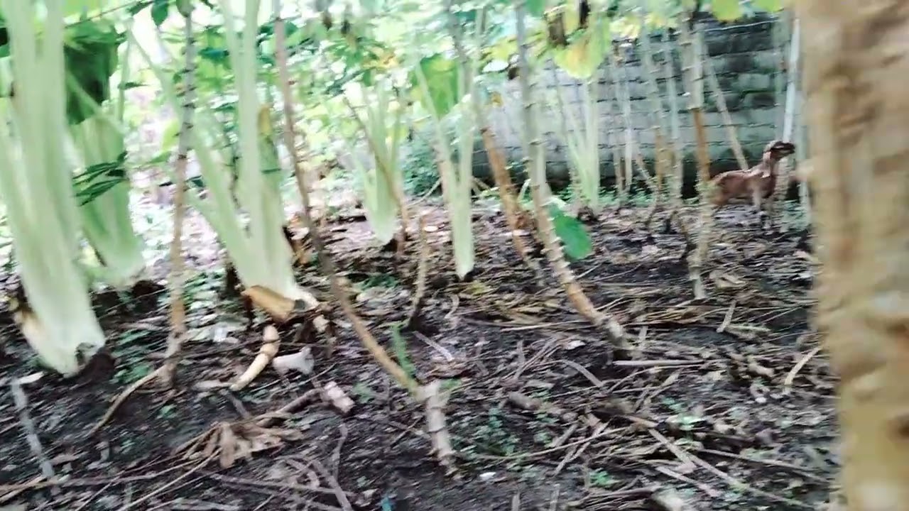 Kambing kecil meresahkan pemilik kebun singkong