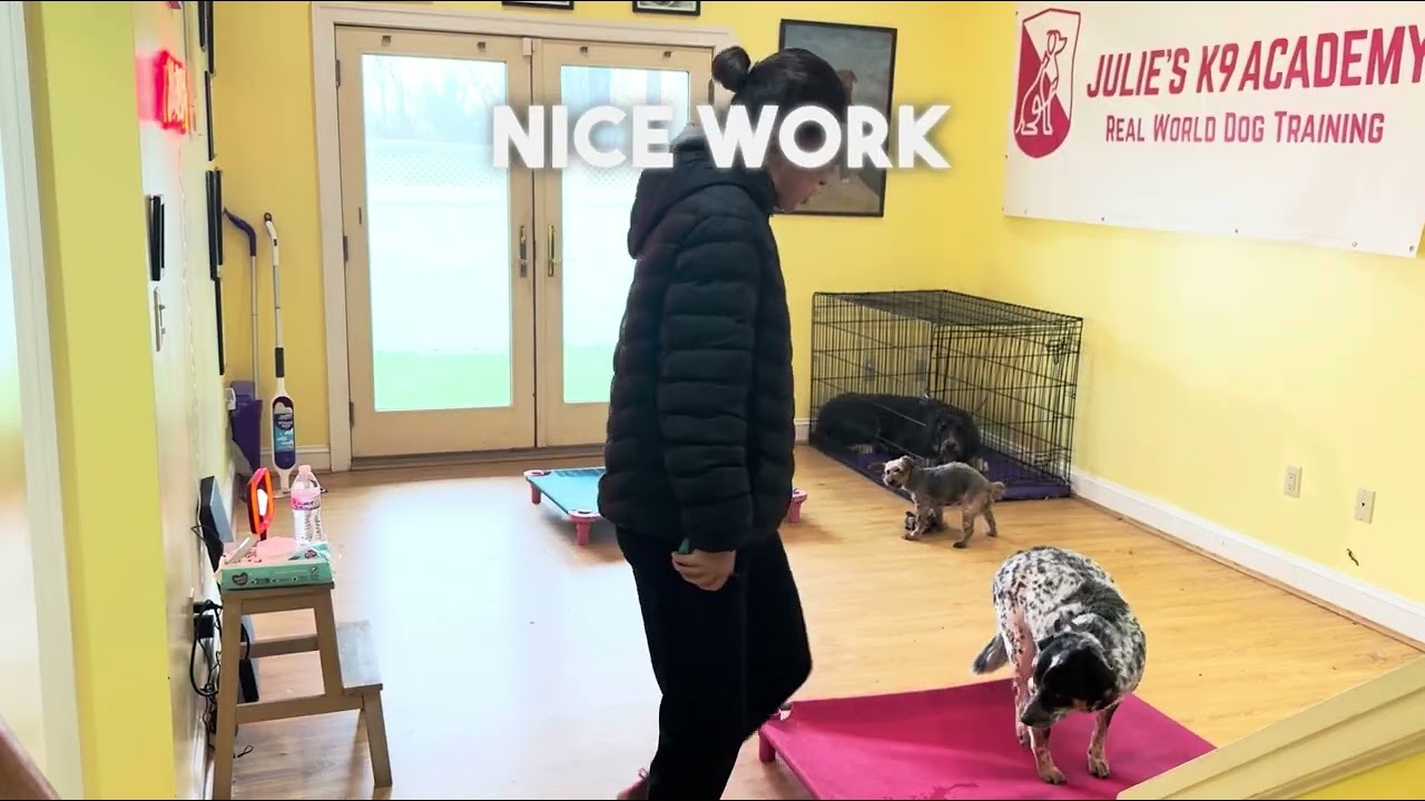 Bentley in the training room 
