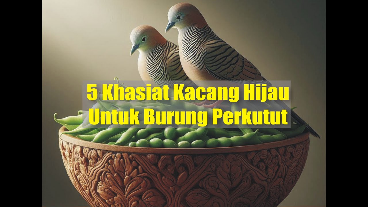 5 MANFAAT KACANG HIJAU UNTUK PERKUTUT || Meningkatkan kualitas Suara dan Kekebalan Tubuh ||