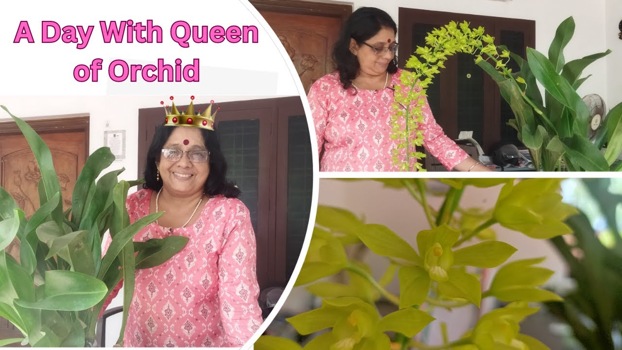 A Day WIth Queen of Orchid | Grammatophyllum Scriptum