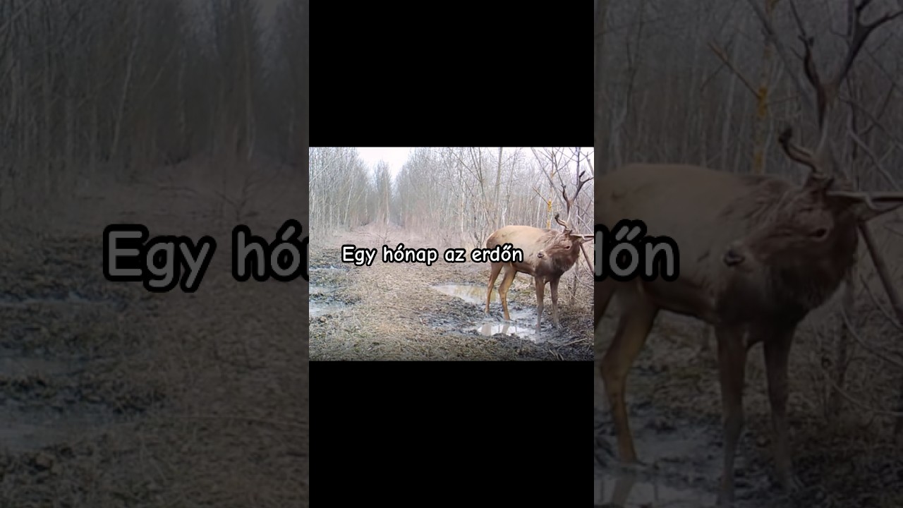 Egy h&oacute;nap  a vadkamera szem&eacute;vel #wildlife #photography #photoshoot #deer #hunting #naturephotography