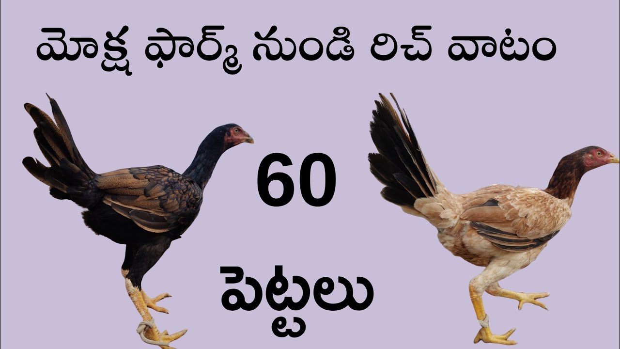 క్వాలిటీ బ్రీడింగ్ పెట్టలు(చౌదరి గారు 9398679557 అర్జున్ 73867 68968) #mokshafarms