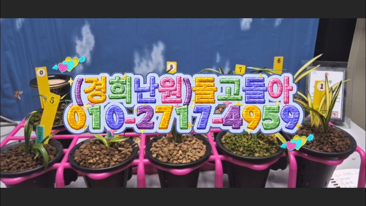 0311 2차 아가씨 금원 산반단엽 산반단엽중투 단엽호피 단엽중투 환엽보개녹호 사천왕 단엽중투 단엽종중투