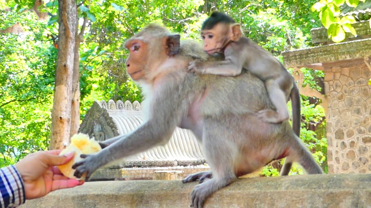 Tourists distributed food to the monkeys Sara for him to eat to day #thetinymonkey