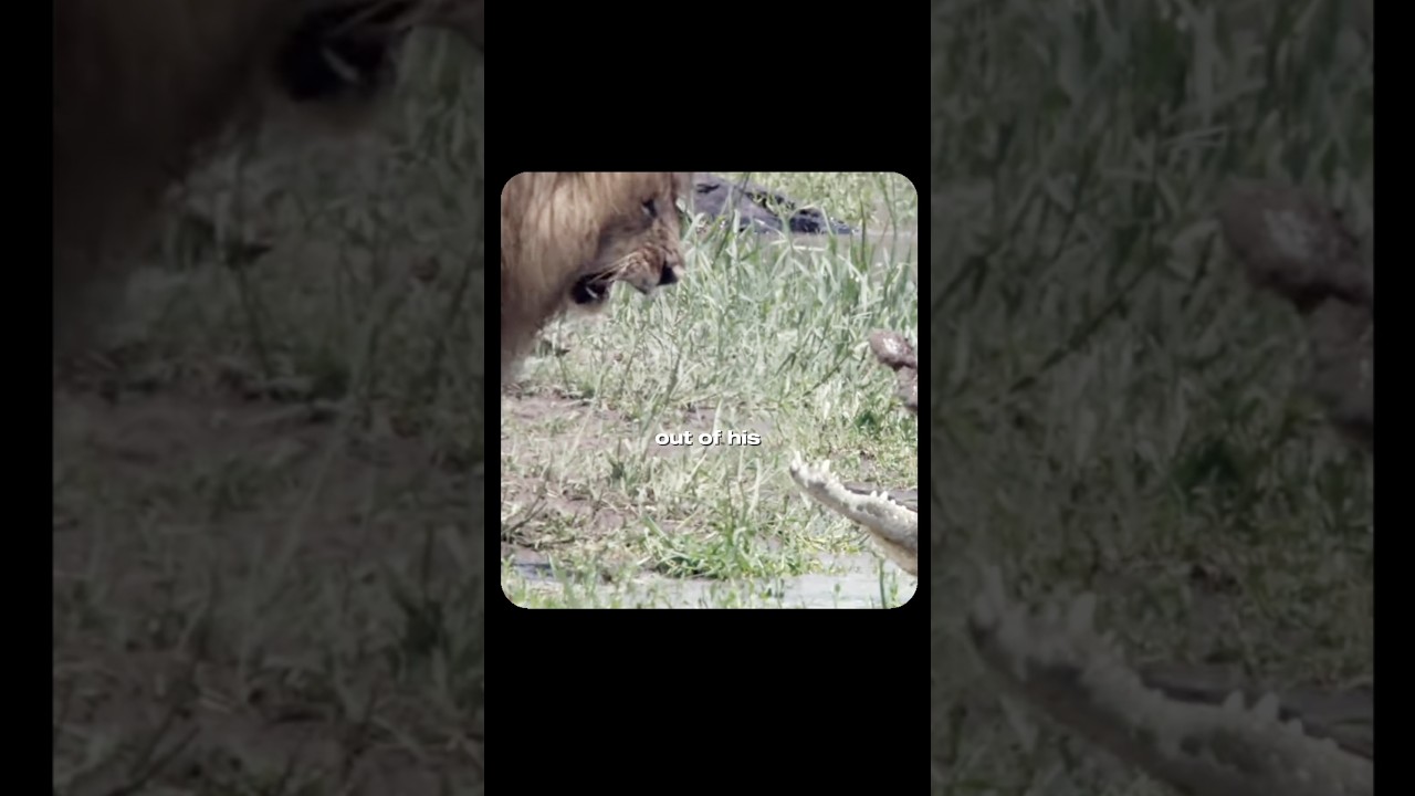Scarface | The strongest lion ever | Soap and skin, me and the devil | #shorts